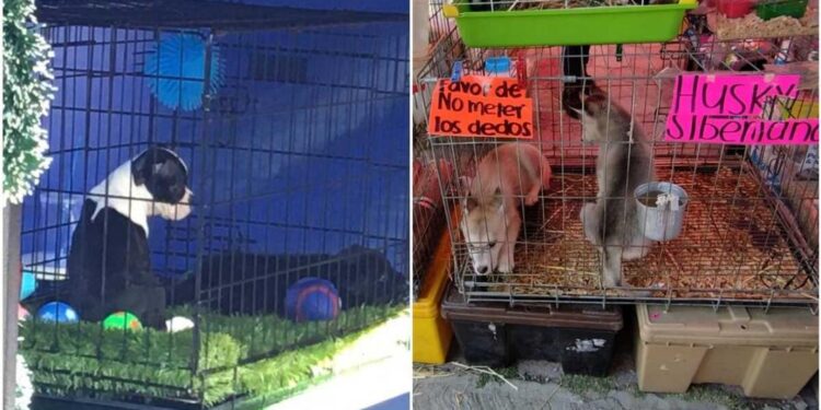 En vísperas de Navidad, aumenta la venta de perritos en el tianguis de Las Vías