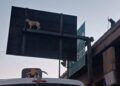 (VIDEO): Rescatan a perrito que quedó atrapado en un señalamiento de tránsito