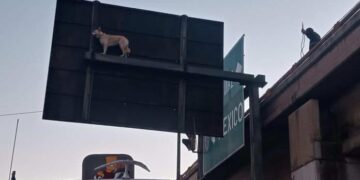 (VIDEO): Rescatan a perrito que quedó atrapado en un señalamiento de tránsito