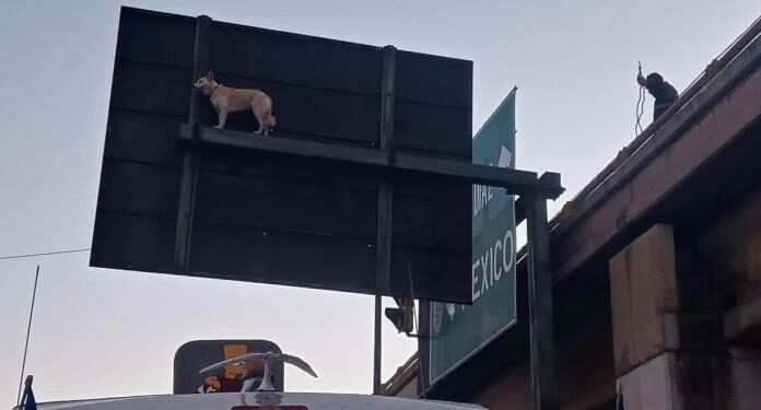 (VIDEO): Rescatan a perrito que quedó atrapado en un señalamiento de tránsito