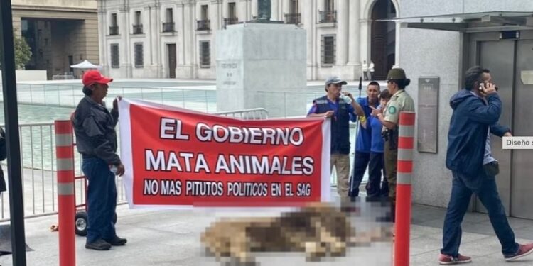 VIDEO| Chilenos protestan con león muerto frente a sede de Gobierno