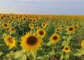 Campo de girasoles viste de dorado la Huasteca y enamora a visitantes en SLP