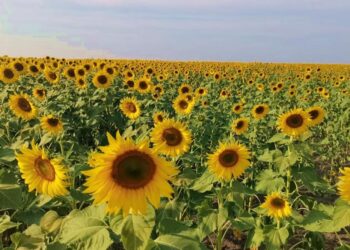 Campo de girasoles viste de dorado la Huasteca y enamora a visitantes en SLP