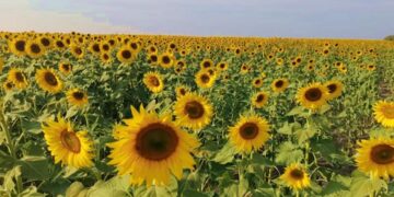 Campo de girasoles viste de dorado la Huasteca y enamora a visitantes en SLP
