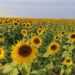 Campo de girasoles viste de dorado la Huasteca y enamora a visitantes en SLP