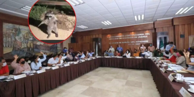 VIDEO| ¡Mapaches políticos! iunterrumpieron sesión del Cabildo en Acapulco