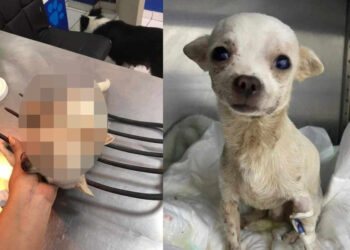 FOTOS| Gran héroe… Pincky, el perrito que defendió su hogar y sobrevivió a un ataque de los rateros
