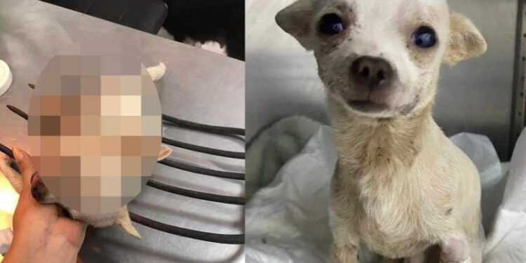 FOTOS| Gran héroe… Pincky, el perrito que defendió su hogar y sobrevivió a un ataque de los rateros