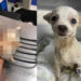 FOTOS| Gran héroe… Pincky, el perrito que defendió su hogar y sobrevivió a un ataque de los rateros