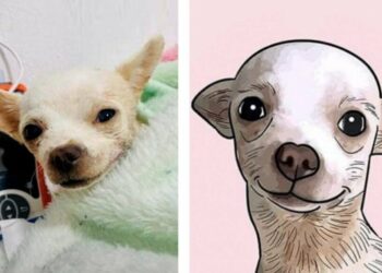 Murió Pinky, el chihuahua que defendió la casa de su familia en Nayarit