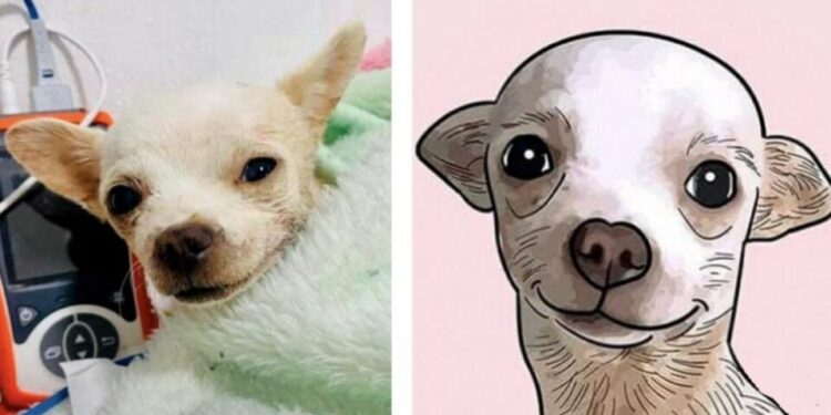 Murió Pinky, el chihuahua que defendió la casa de su familia en Nayarit