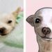 Murió Pinky, el chihuahua que defendió la casa de su familia en Nayarit