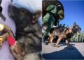 VIDEO: Argentinos se quejan de los perritos rescatistas que mandó México a Turquía