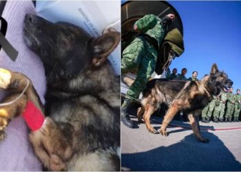 VIDEO: Argentinos se quejan de los perritos rescatistas que mandó México a Turquía