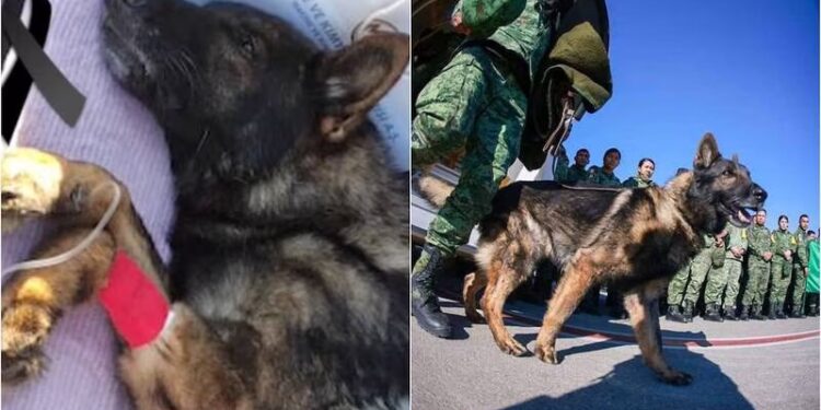 VIDEO: Argentinos se quejan de los perritos rescatistas que mandó México a Turquía