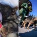 VIDEO: Argentinos se quejan de los perritos rescatistas que mandó México a Turquía
