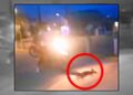 VIDEO: Identifican a los estudiantes responsables de masacrar a un perrito con motocicletas