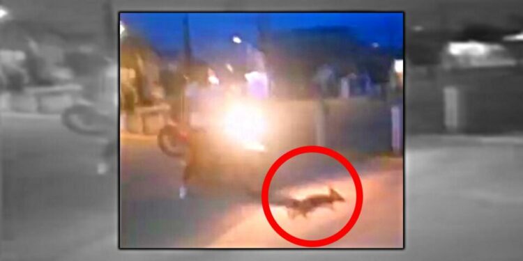 VIDEO: Identifican a los estudiantes responsables de masacrar a un perrito con motocicletas
