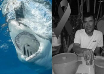Tiburón blanco le arrancó la cabeza a pescador en Sonora