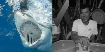 Tiburón blanco le arrancó la cabeza a pescador en Sonora