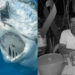 Tiburón blanco le arrancó la cabeza a pescador en Sonora