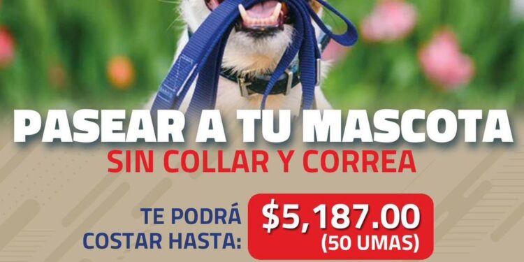 Multas de más de cinco mil pesos si paseas a tu mascota sin correa