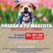 Multas de más de cinco mil pesos si paseas a tu mascota sin correa