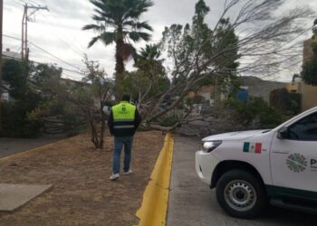 Protección Civil atiende reportes por fuertes vientos en SLP