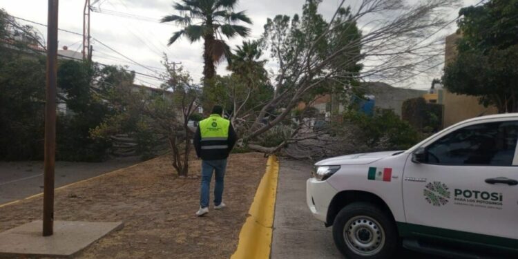 Protección Civil atiende reportes por fuertes vientos en SLP