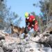 VIDEO: ¡Patas a la obra! Así trabajan los binomios caninos mexicanos para salvar vidas, tras devastador terremoto en Turquía