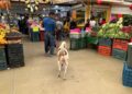 Duque, el perro arropado por comerciantes del mercado República