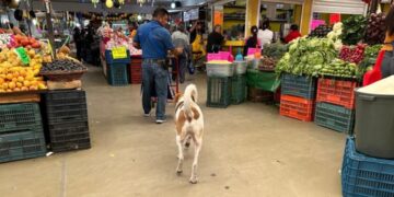 Duque, el perro arropado por comerciantes del mercado República