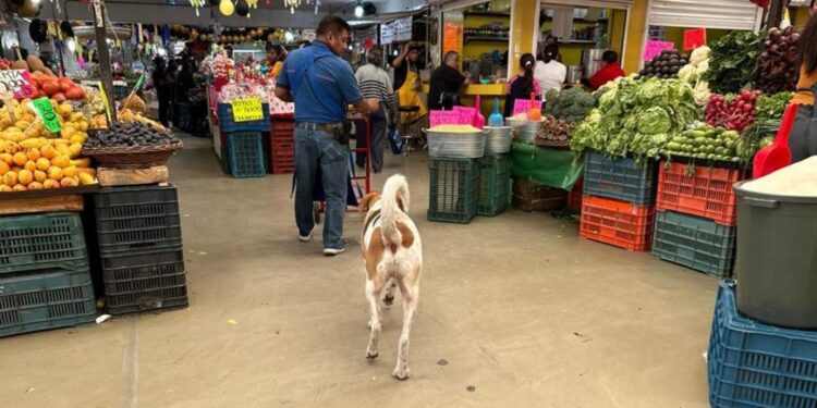 Duque, el perro arropado por comerciantes del mercado República