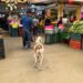 Duque, el perro arropado por comerciantes del mercado República