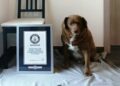VIDEO| Conoce a “Bobi”, el perro más viejo del mundo; tiene 30 años