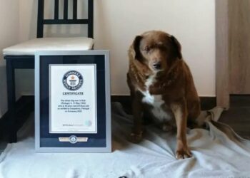 VIDEO| Conoce a “Bobi”, el perro más viejo del mundo; tiene 30 años