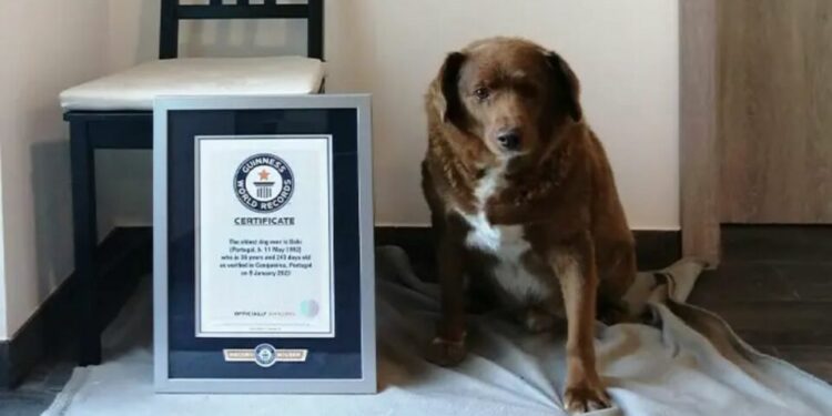 VIDEO| Conoce a “Bobi”, el perro más viejo del mundo; tiene 30 años