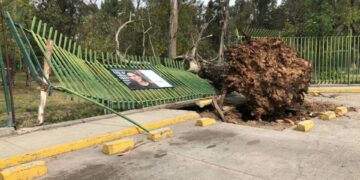 Árboles y una barda derribados, fue el saldo de los ventarrones en la capital potosina