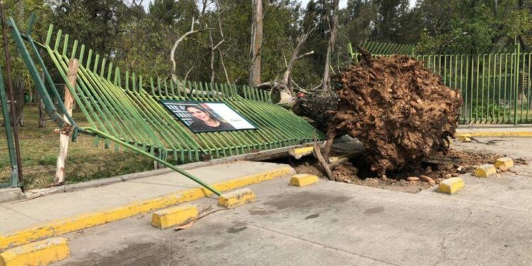 Árboles y una barda derribados, fue el saldo de los ventarrones en la capital potosina