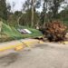 Árboles y una barda derribados, fue el saldo de los ventarrones en la capital potosina