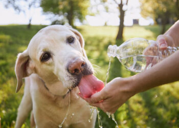 Evita un golpe de calor en tus mascotas; cómo cuidarlos ante las altas temperaturas