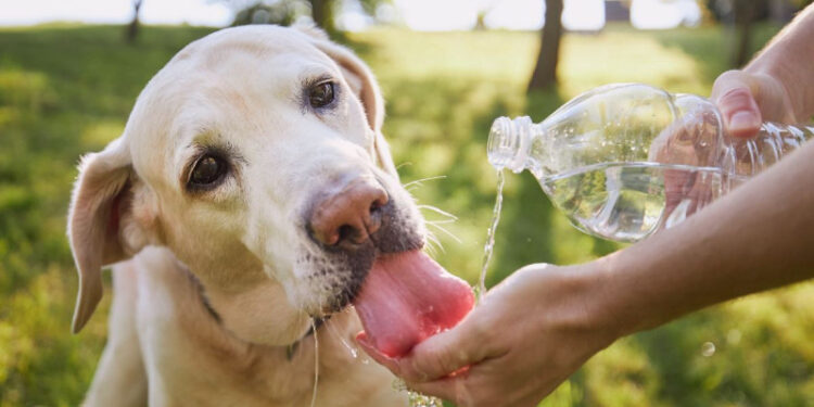 Evita un golpe de calor en tus mascotas; cómo cuidarlos ante las altas temperaturas