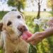 Evita un golpe de calor en tus mascotas; cómo cuidarlos ante las altas temperaturas