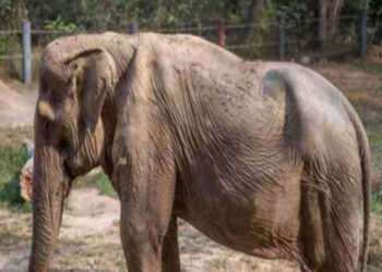 La historia de Pai Lin, la elefante que quedó deforme por cargar turistas