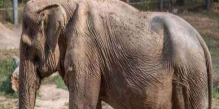 La historia de Pai Lin, la elefante que quedó deforme por cargar turistas