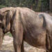 La historia de Pai Lin, la elefante que quedó deforme por cargar turistas