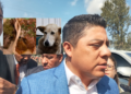 VIDEO: Ricardo Gallardo pide que se tipifique como delito matar y comerse perros y gatos