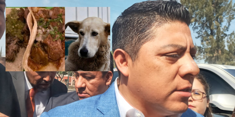 VIDEO: Ricardo Gallardo pide que se tipifique como delito matar y comerse perros y gatos