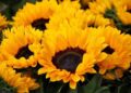 ¿Por qué se regalan flores amarillas el 21 de marzo? Origen de la tradición y significado