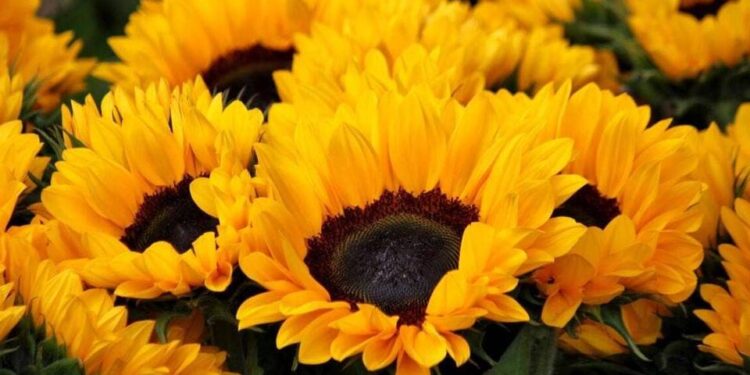 ¿Por qué se regalan flores amarillas el 21 de marzo? Origen de la tradición y significado